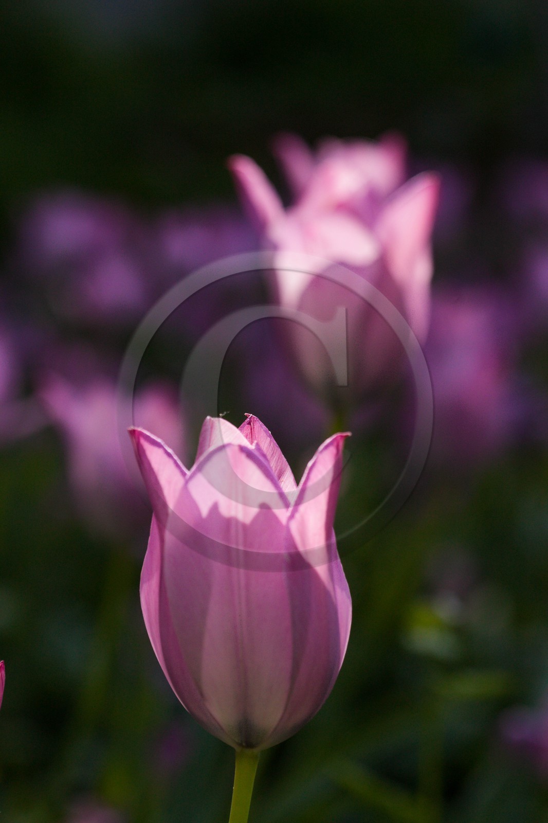 Tulipe de Guillestre, Tulipa platystigma
