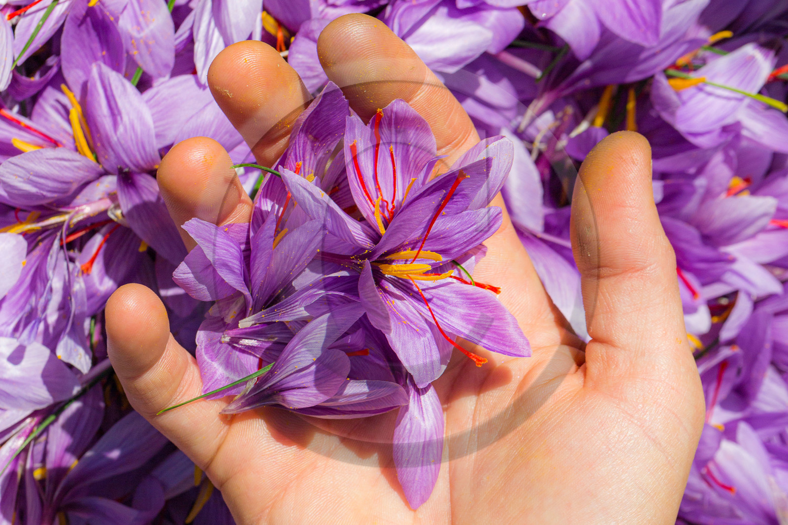 Melissa Bertrand-Pellisson,  safranière