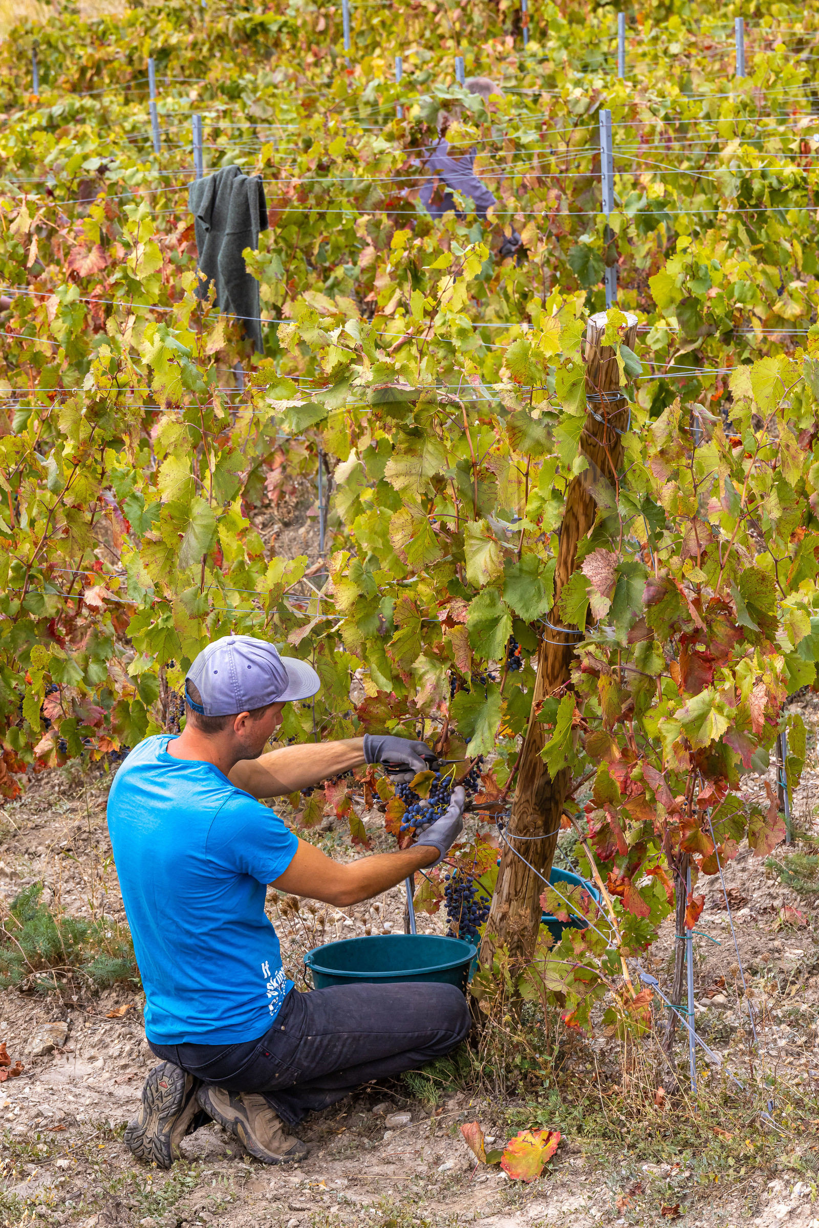 Domaine du Mont Guillaume