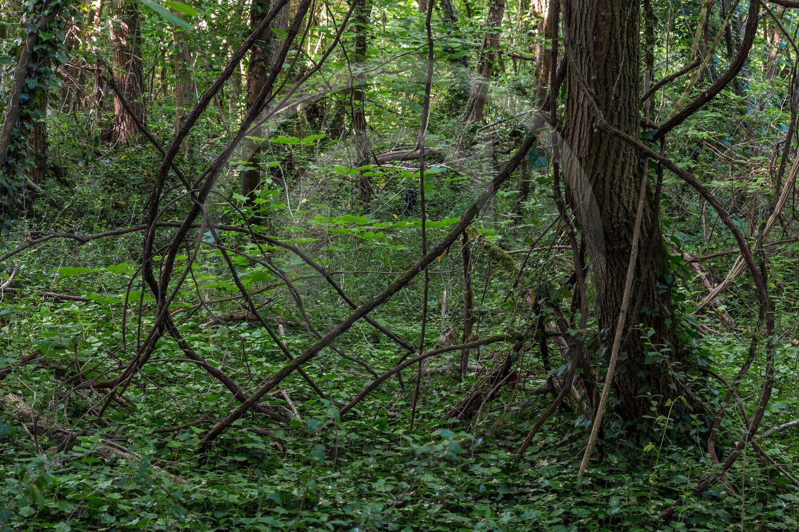 ENS de l'Isère, bois de la Bâtie