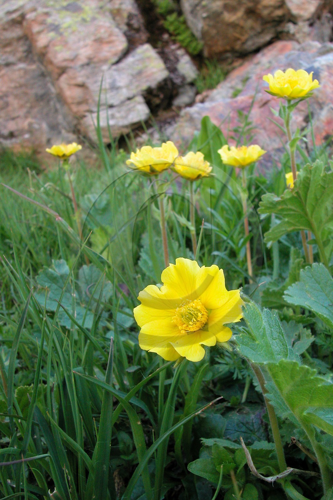 Benoite des montagnes, Geum montanum