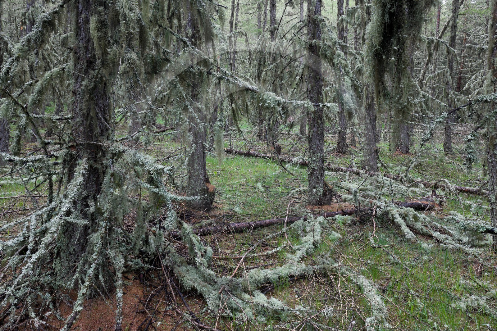 Vallée du Champsaur, sentier du Canal de Mal-Cros