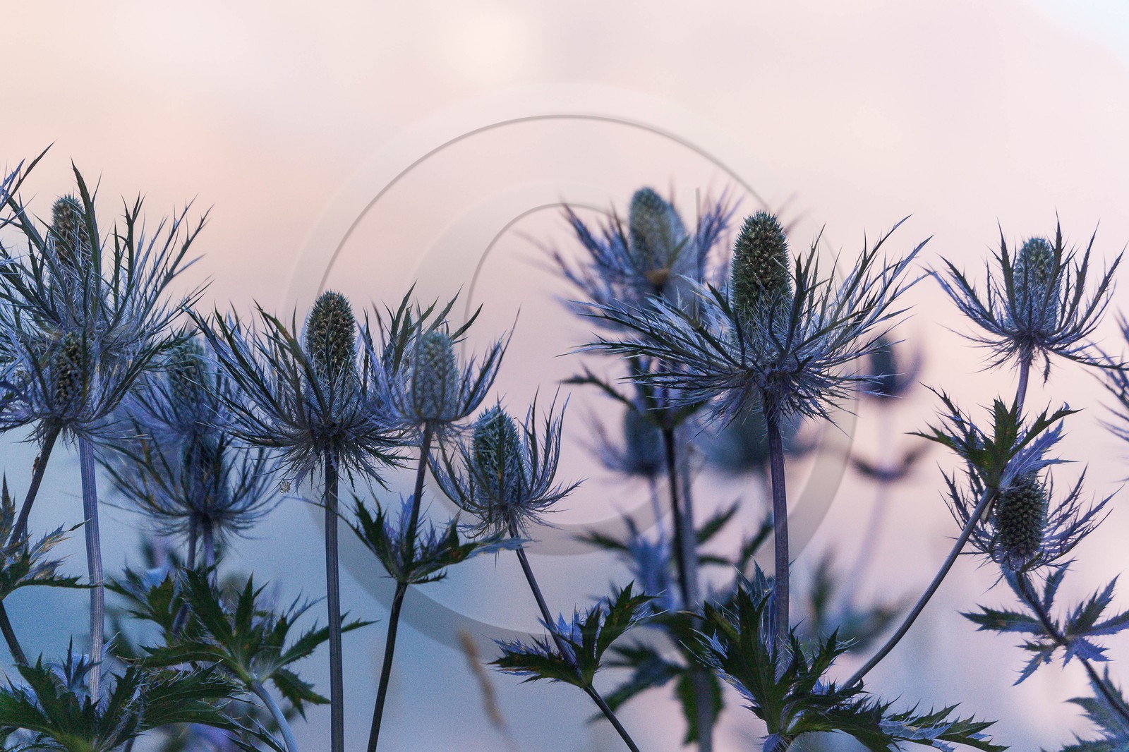 Chardon Bleu, Panicaut des Alpes, Eryngium alpinum