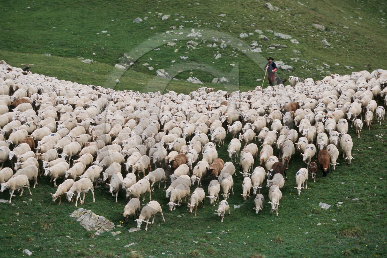 Alpage de Jujal, Le Bailou, berger