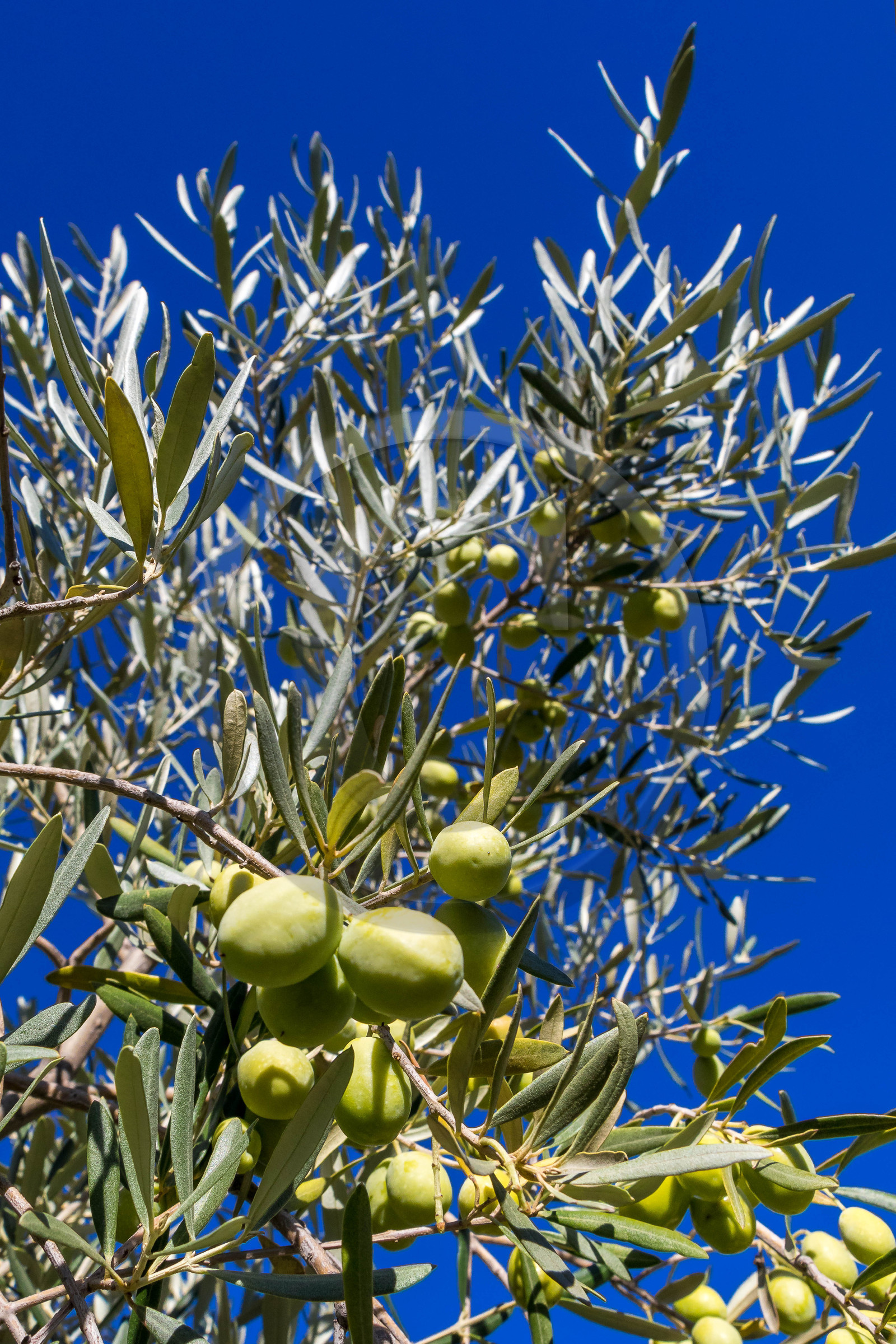 Le verger des Baux, Olivier Roman