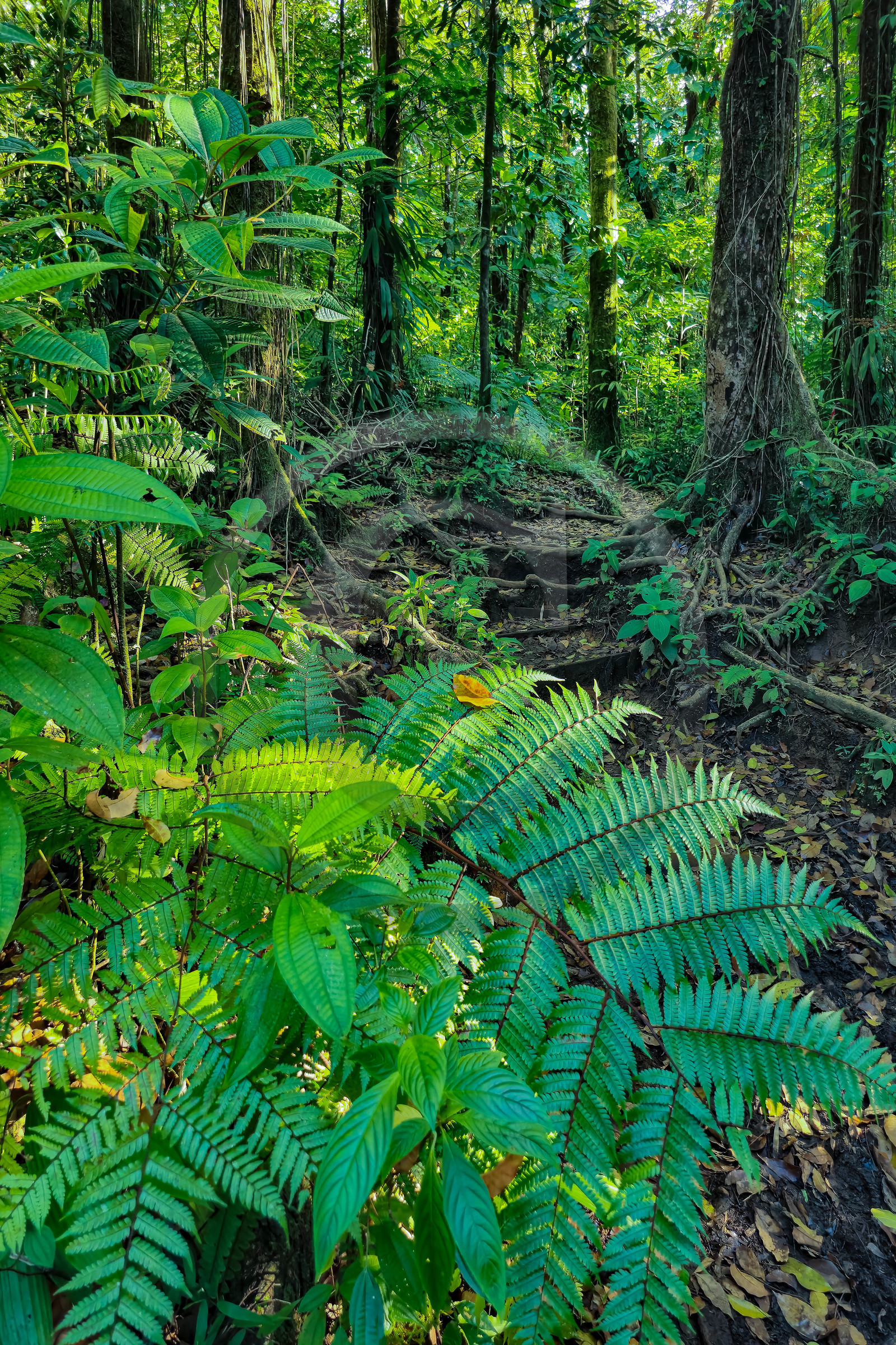 Forêt tropicale, Parc national de la Guadeloupe