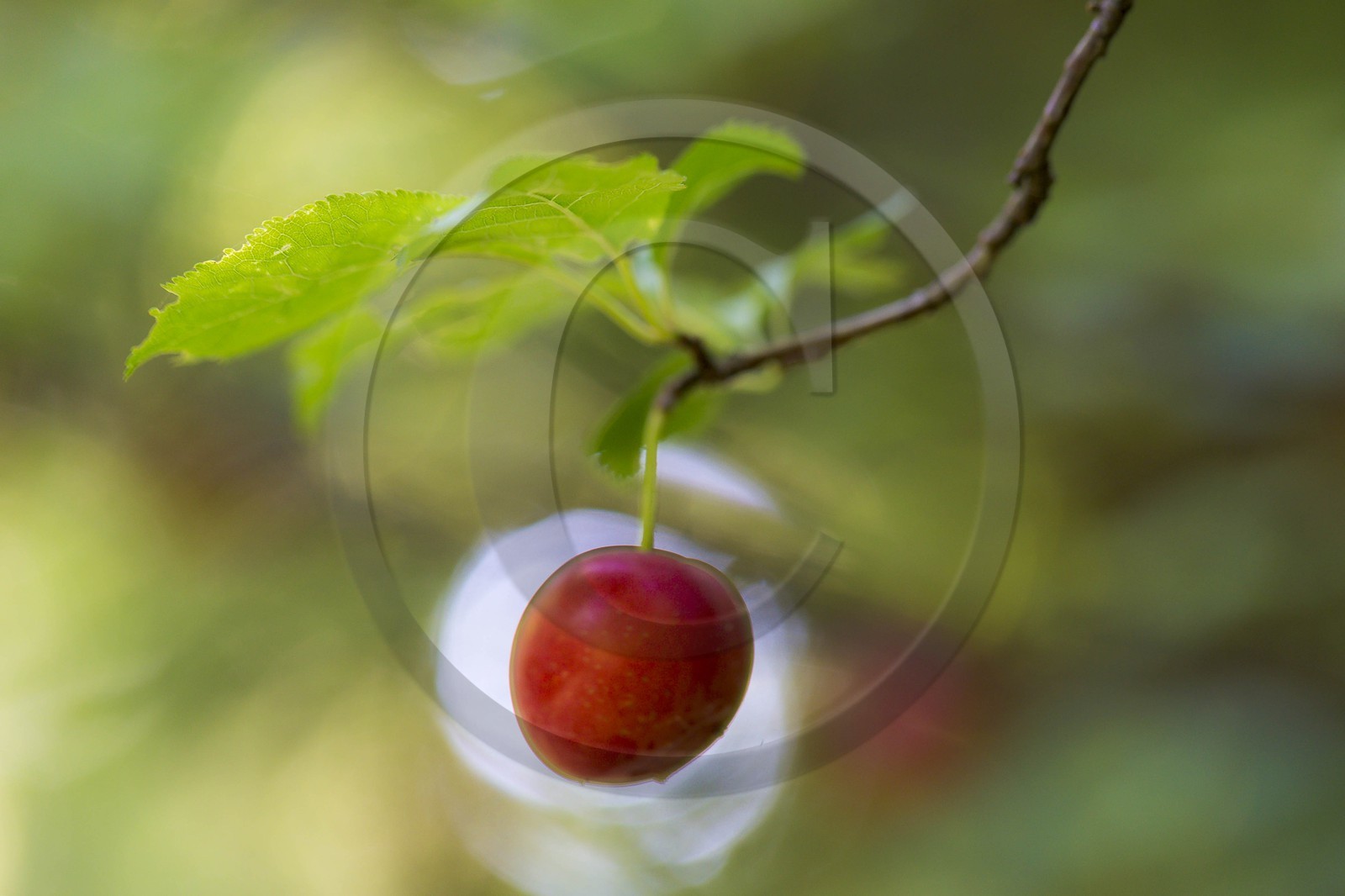ENS de l'Isère, , le méandre des Oves