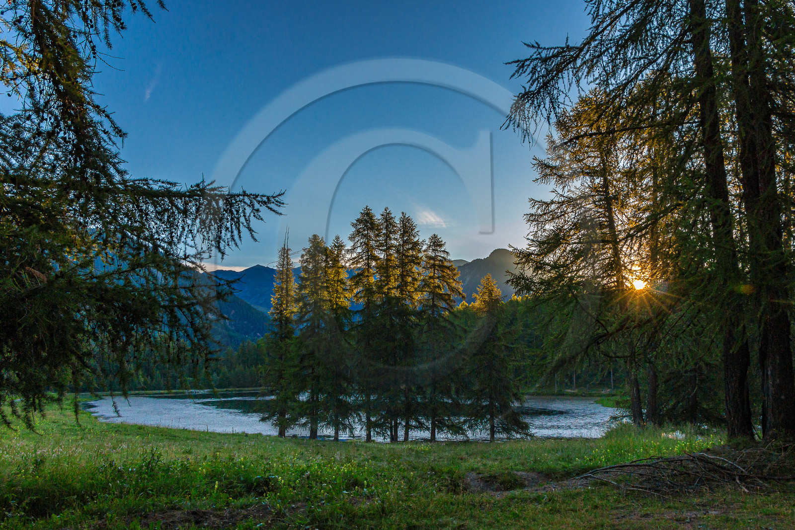 Mélezein au lac de Roue