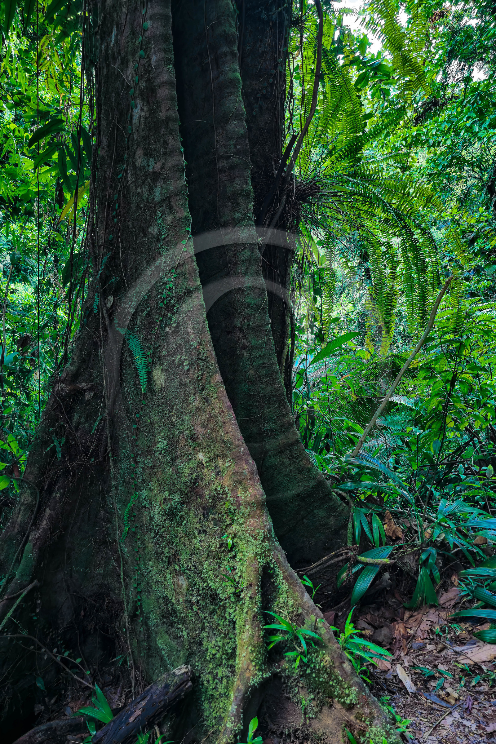 Forêt tropicale, Parc national de la Guadeloupe