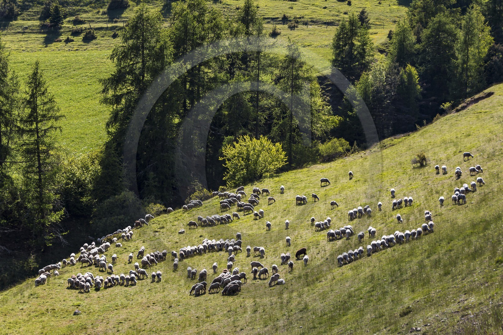 Ferme des Sonnailles, famille Pellissier
