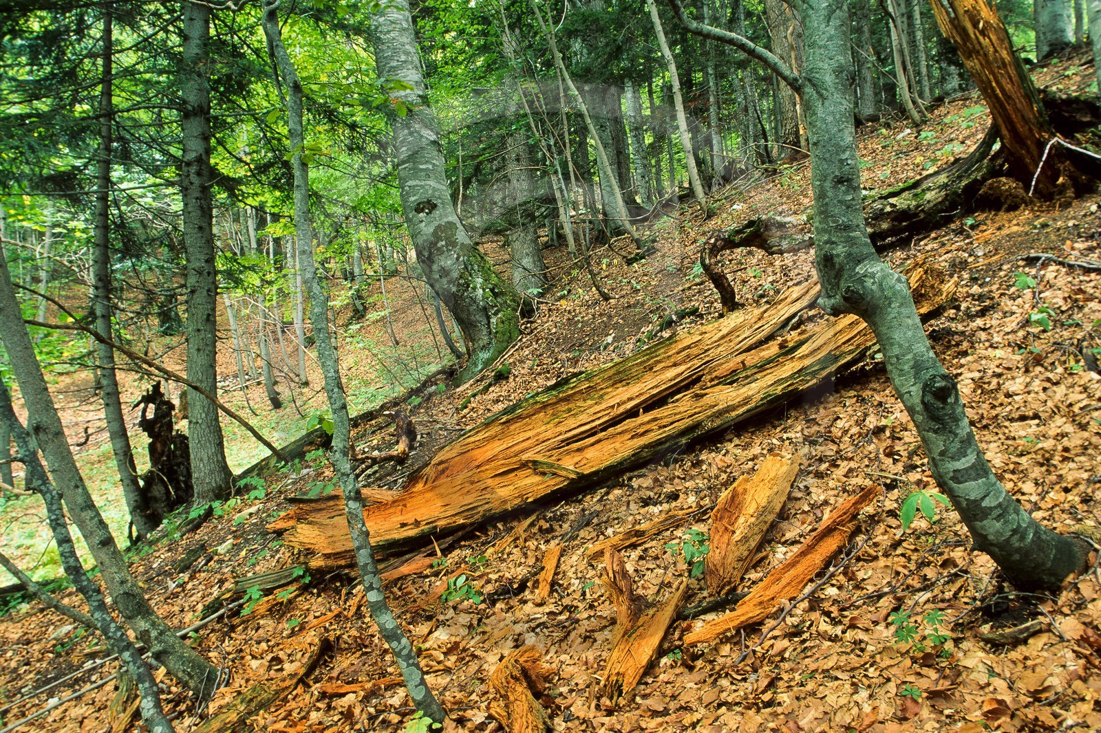 Bois du Chapitre