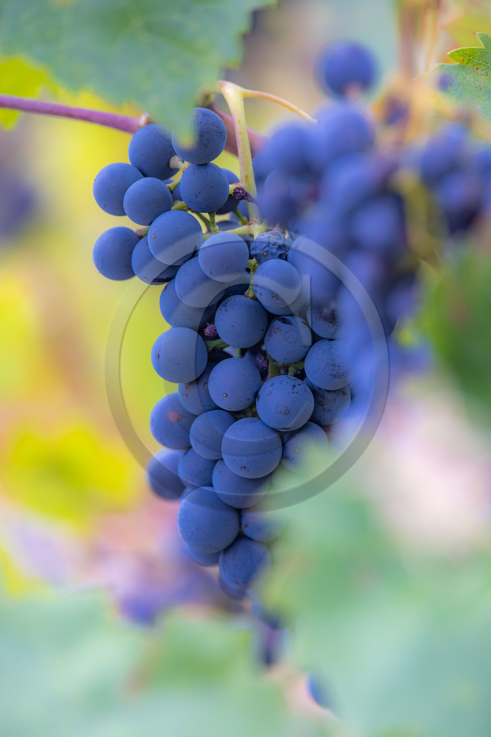 Domaine du Mont Guillaume, cépage le Mollard