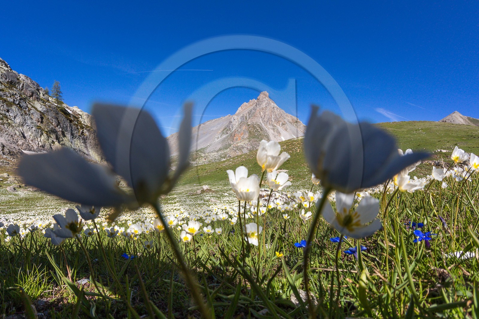 Vallon de l'Orrenaye, renoncule de Kupfer
