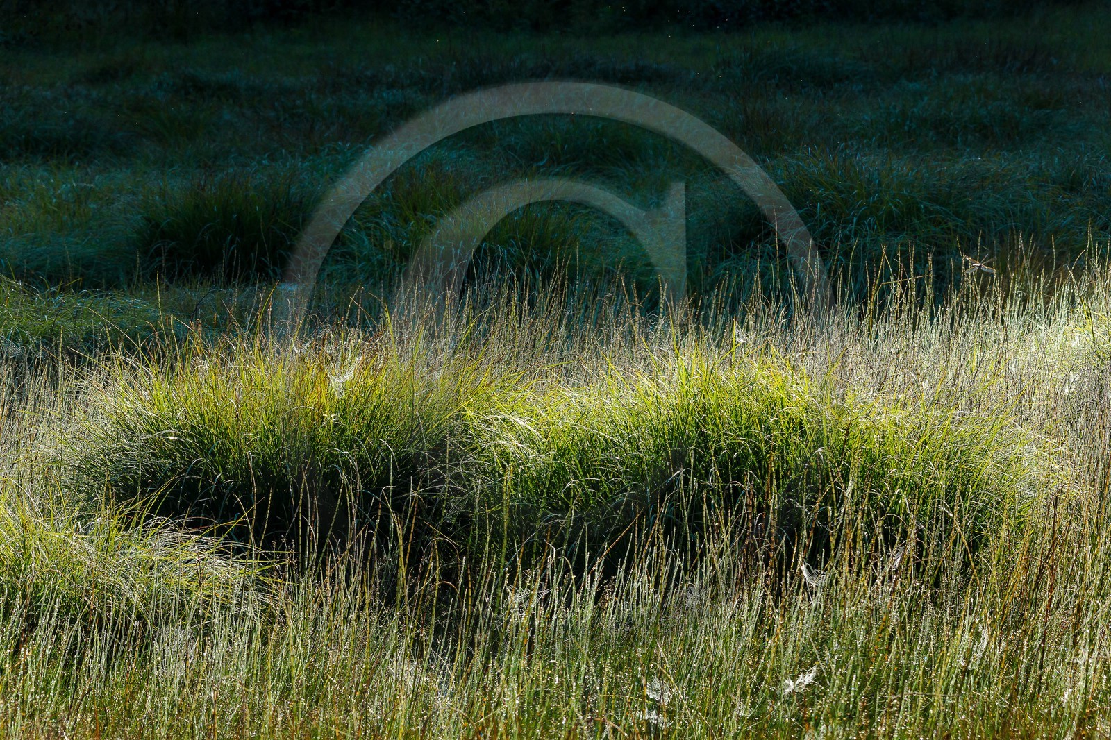 ENS de l'Isère,Tourbières du Peuil