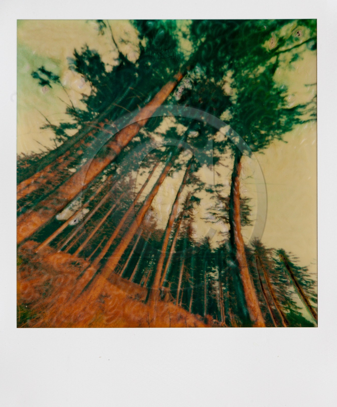 Exposition Arbres et petites forêts, éloge de la biodiversité