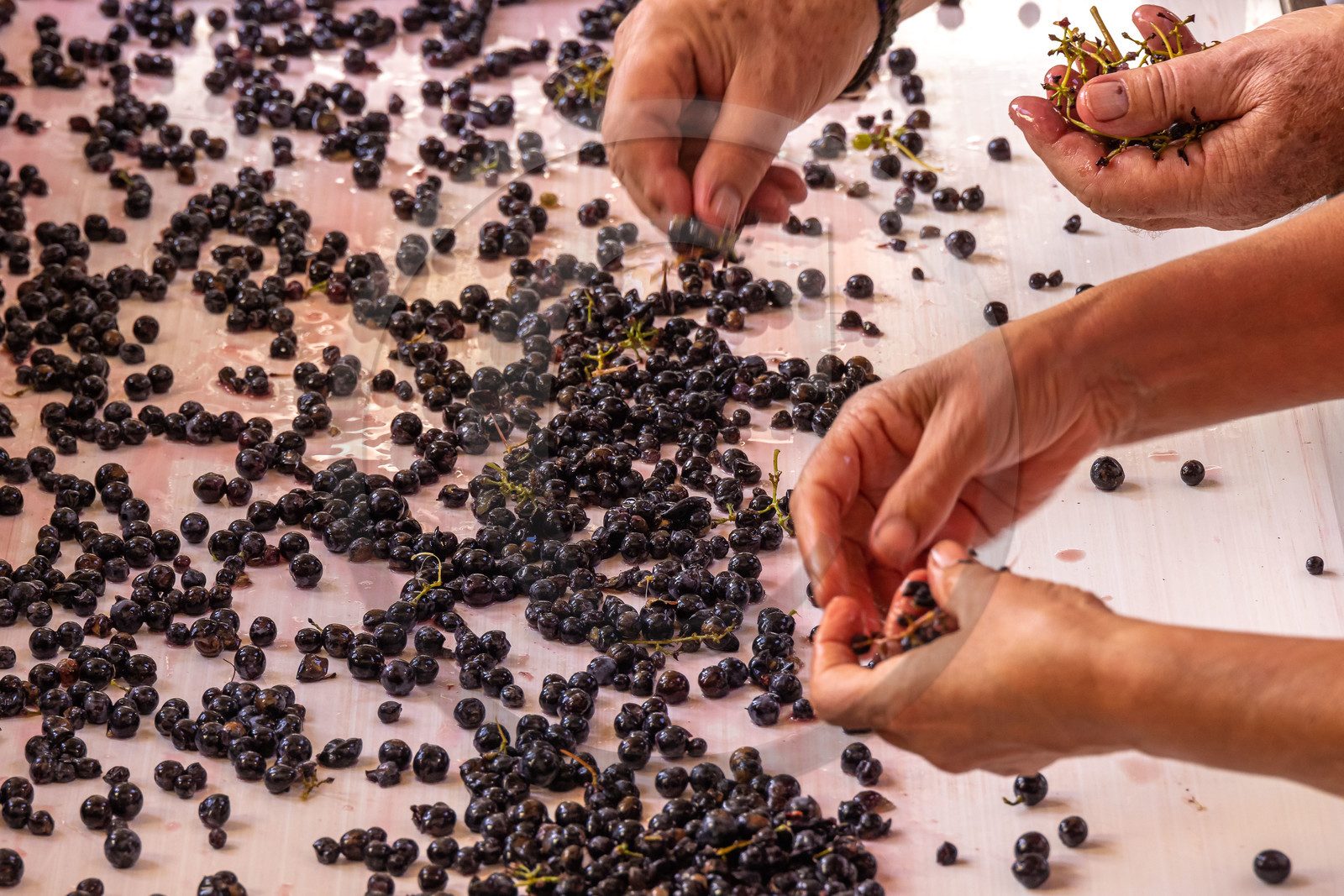 Domaine du Mont Guillaume