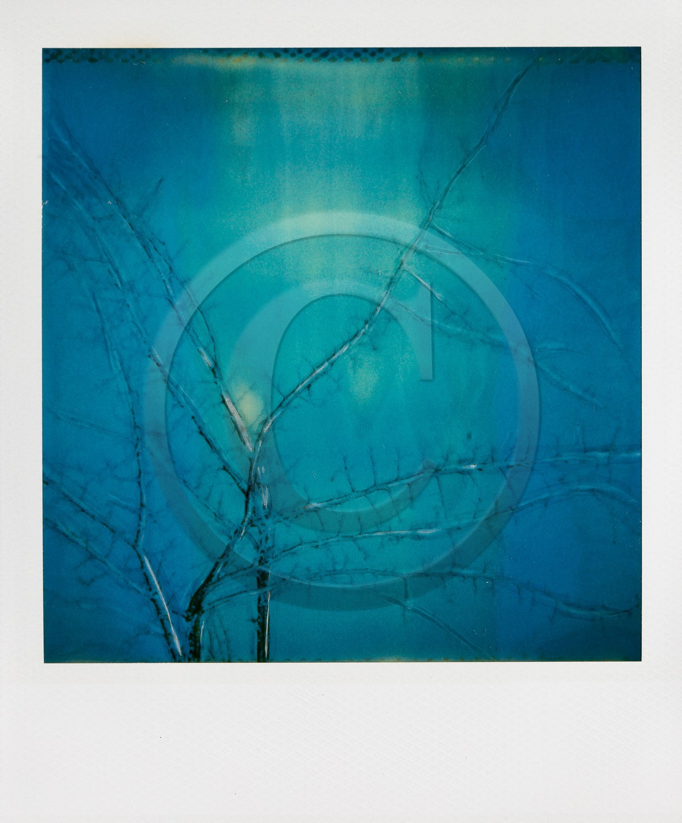 Exposition Arbres et petites forêts, éloge de la biodiversité