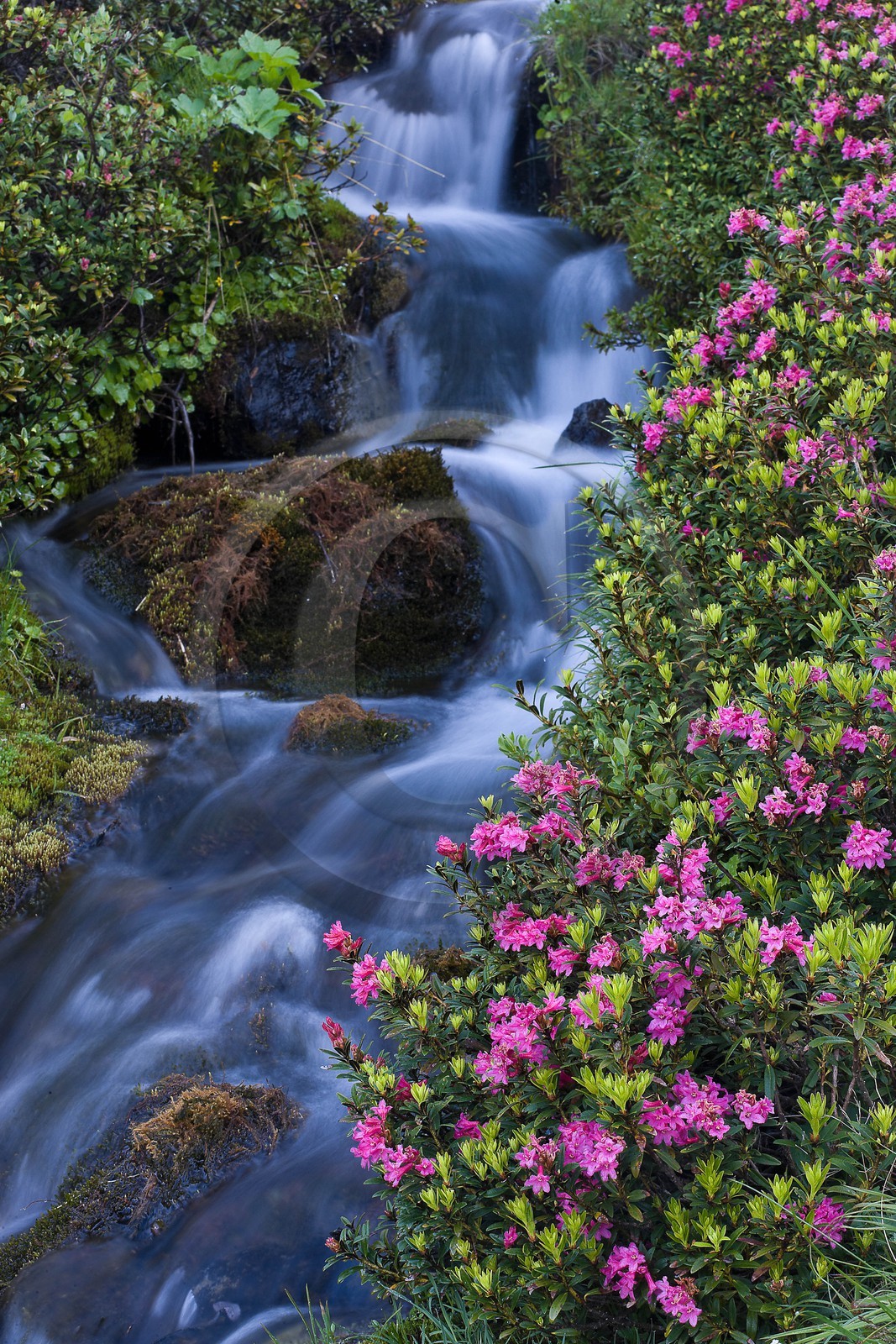 Rhododendron ferrugineux, Laurier rose des Alpes, Rhododendron ferrugineum