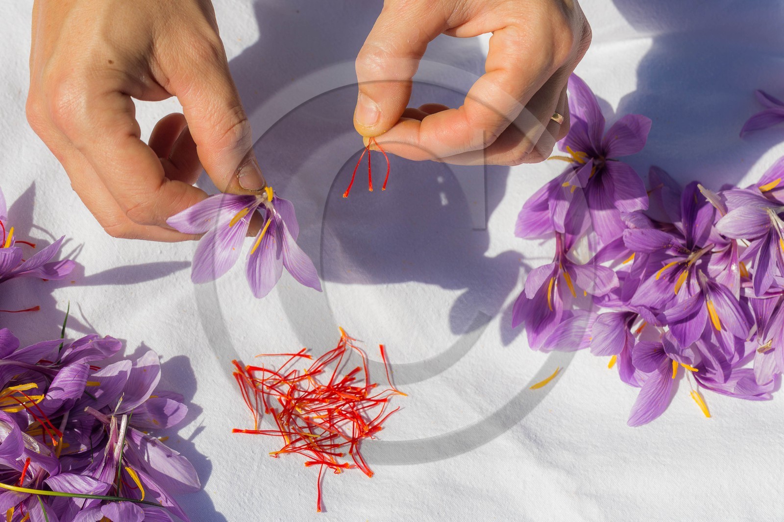 Carole Prost cultive du safran qui ensoleille ses créations