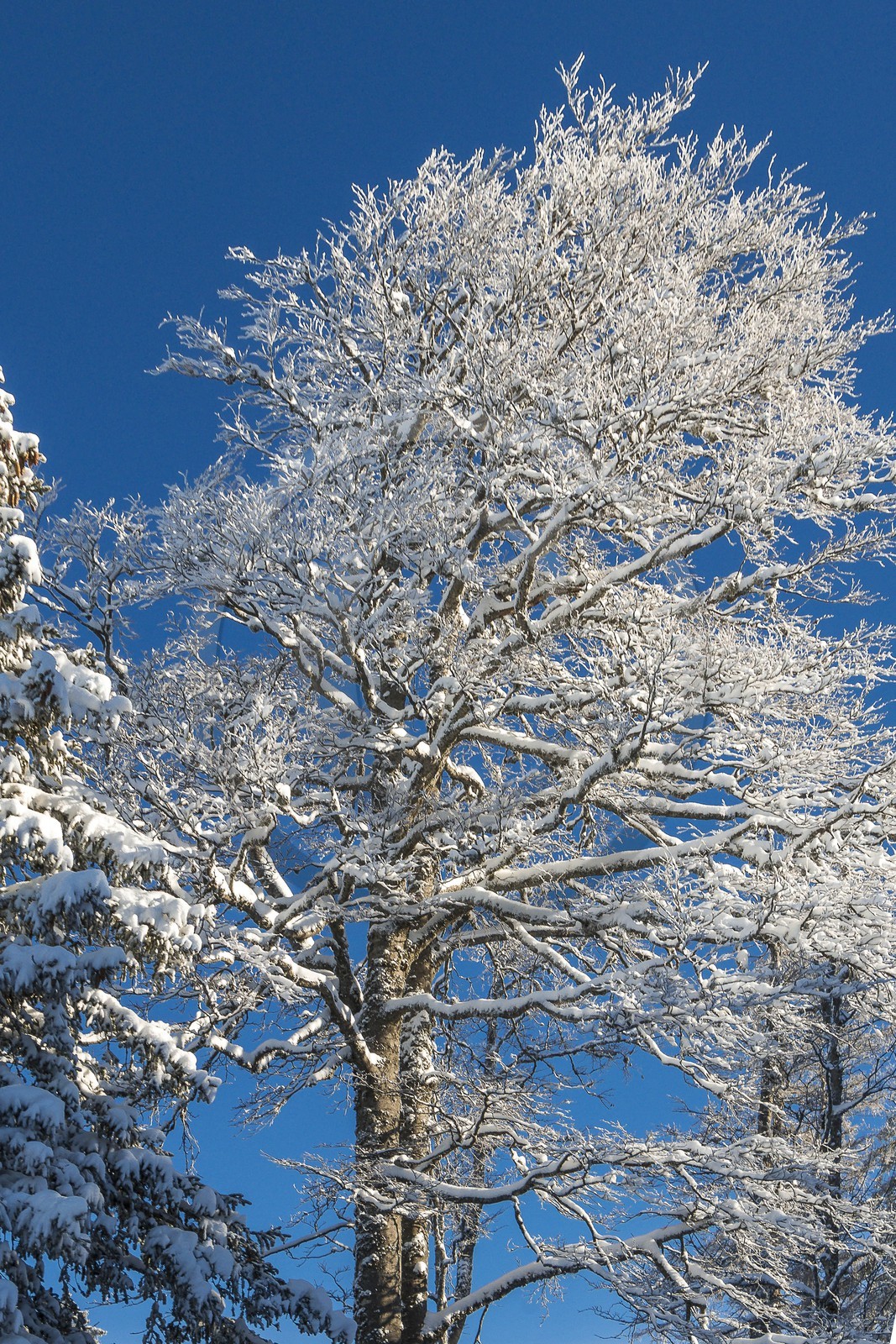 ENS de l'Isère, Plateau de la Molière et du Sornin