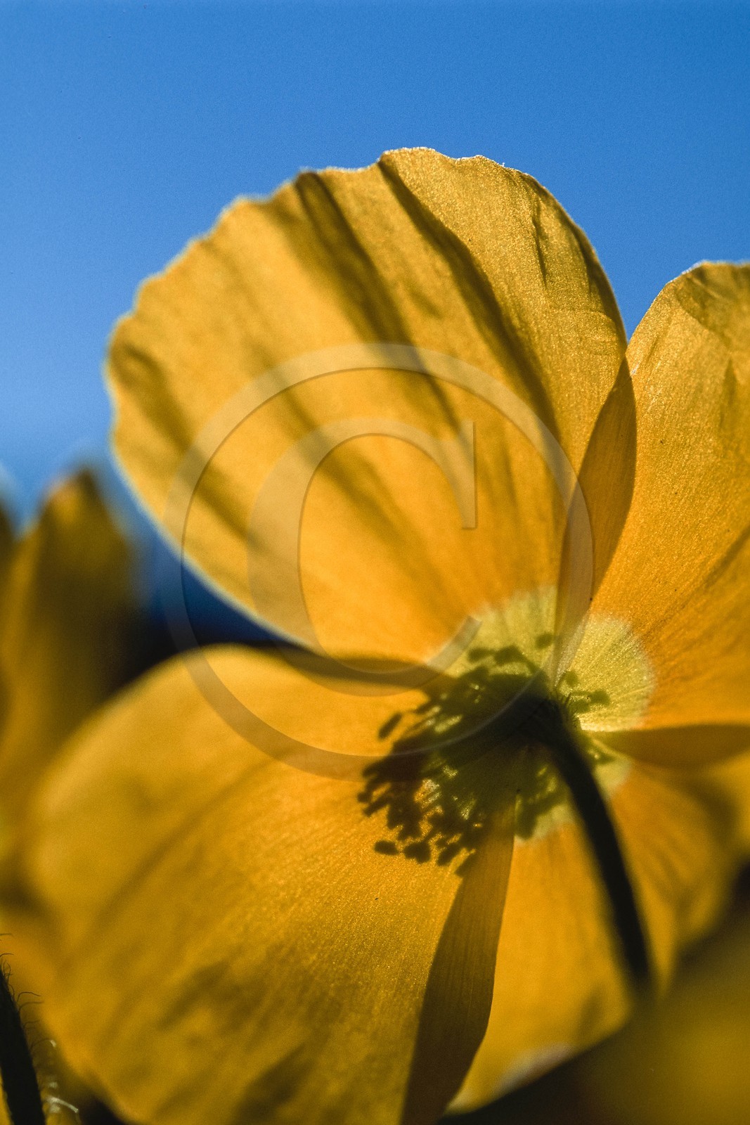 Pavot des Alpes Papaver alpinum