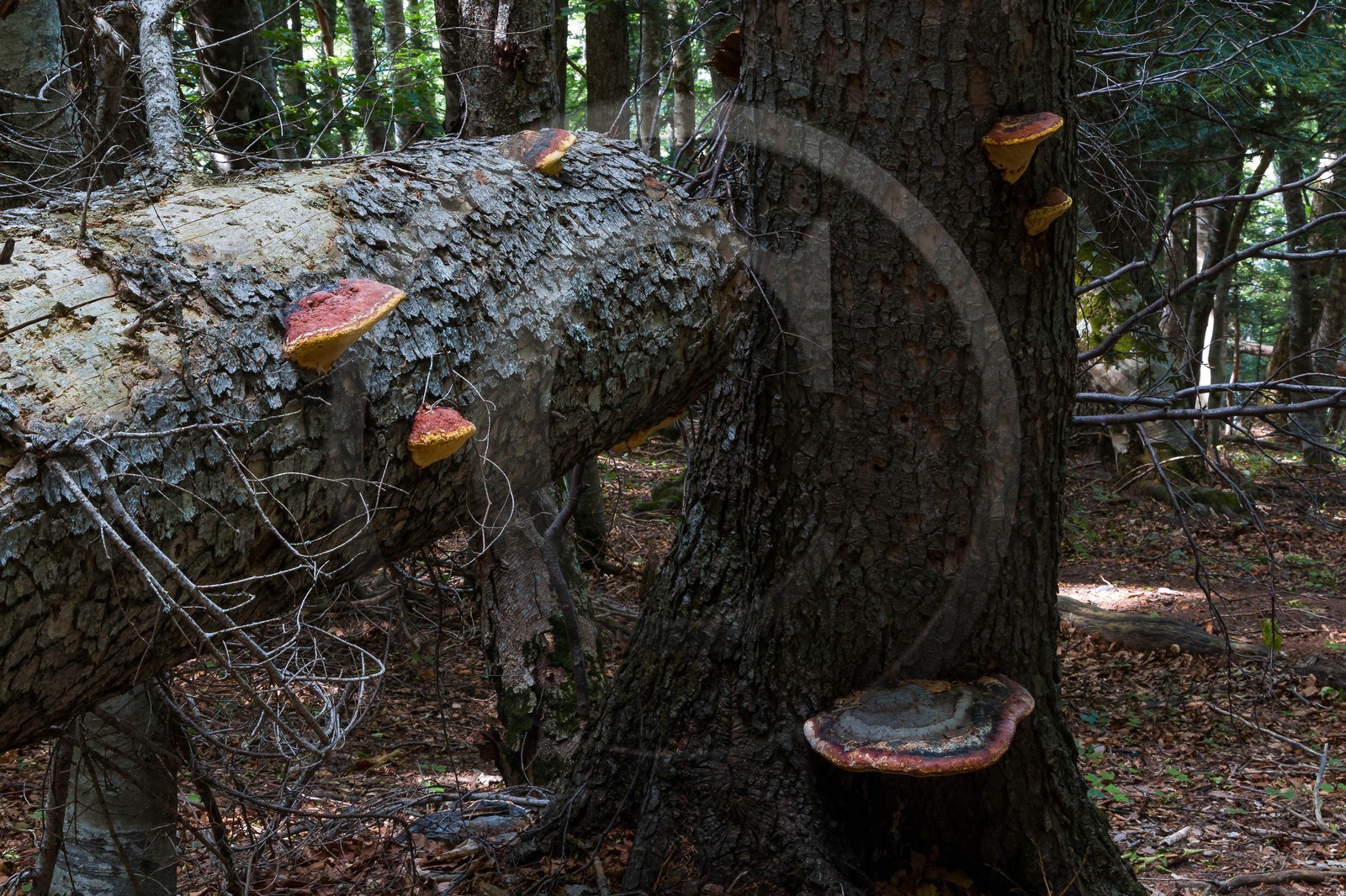 Bois du Chapitre, forêt domaniale de Gap-Chaudun