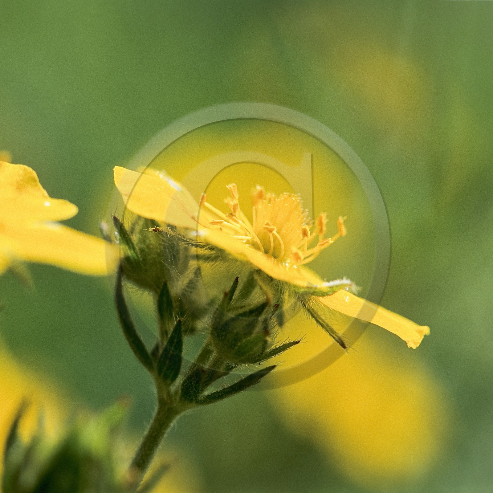 Potentille du Dauphiné, Potentilla delphinensis