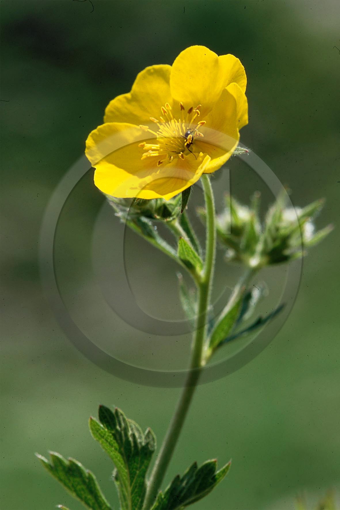 Potentille du Dauphiné, Potentilla delphinensis