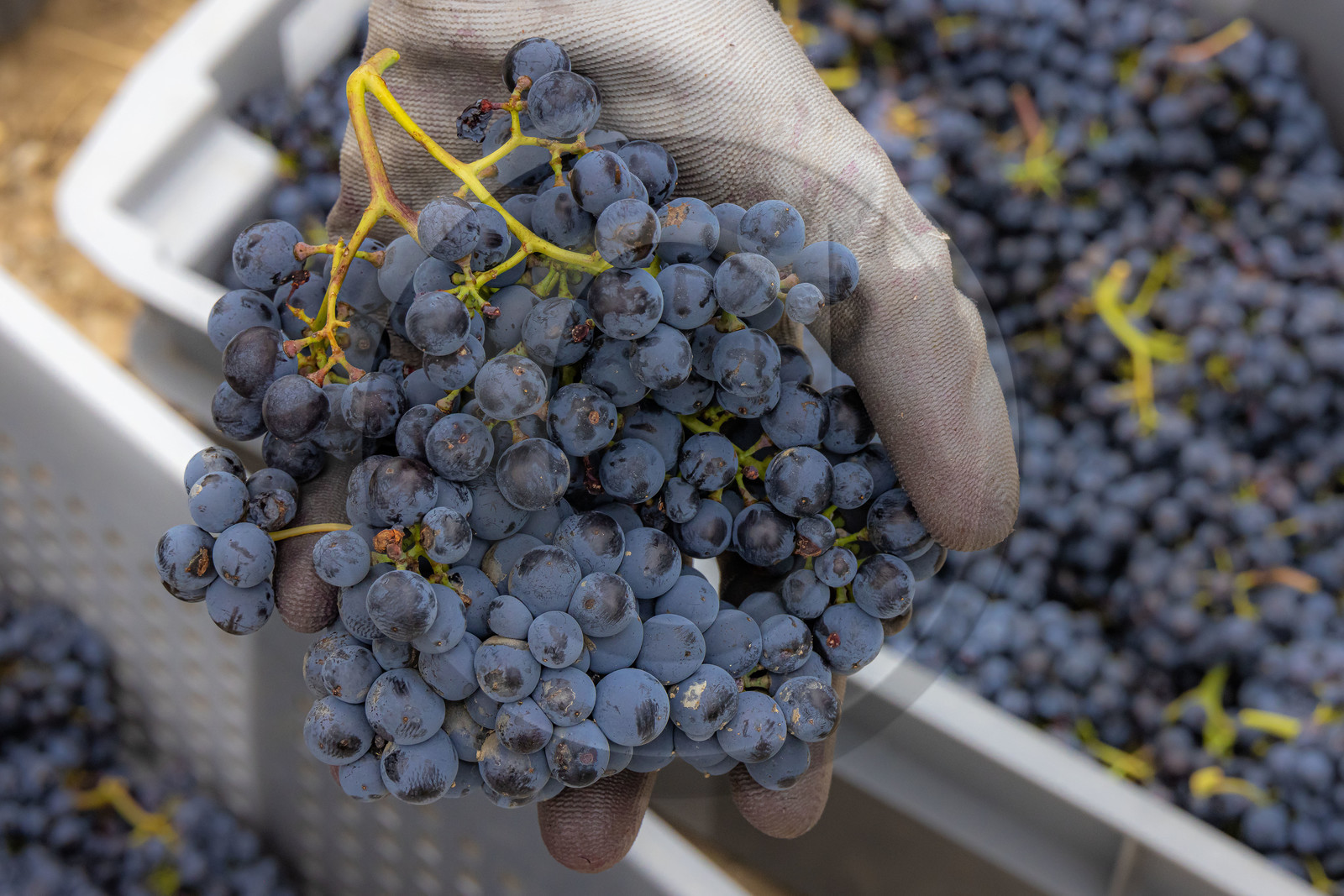 Domaine du Mont Guillaume