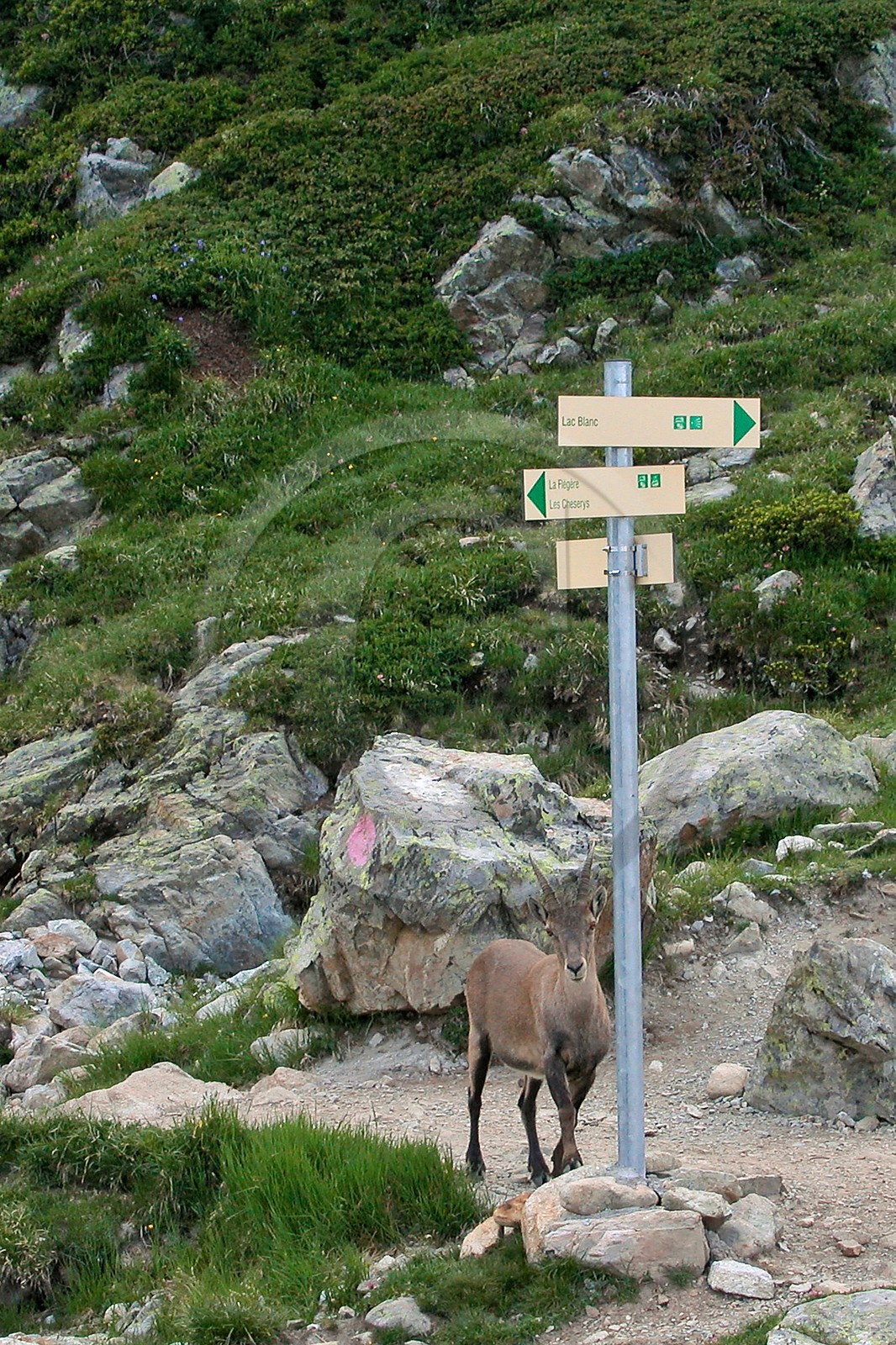 Bouquetin, ou bouquetin des Alpes (Capra ibex)