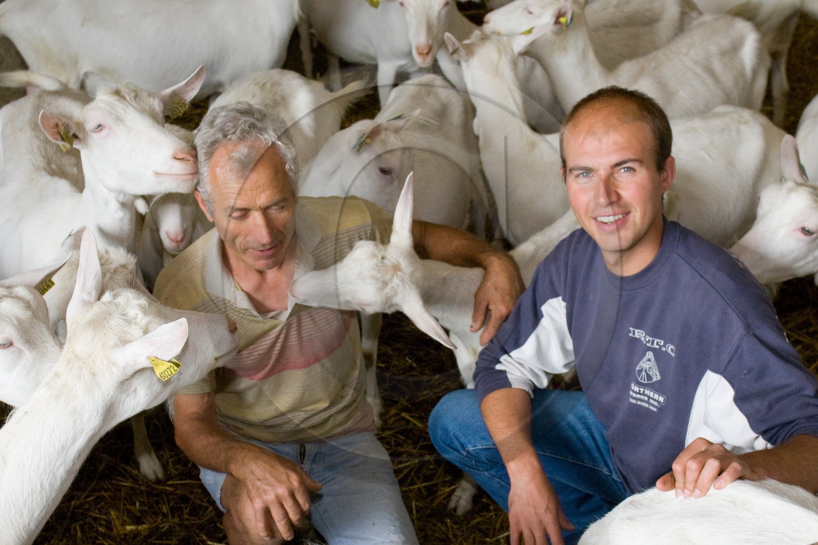 Jean-François Escallier avec son père, éléveurs chèvres