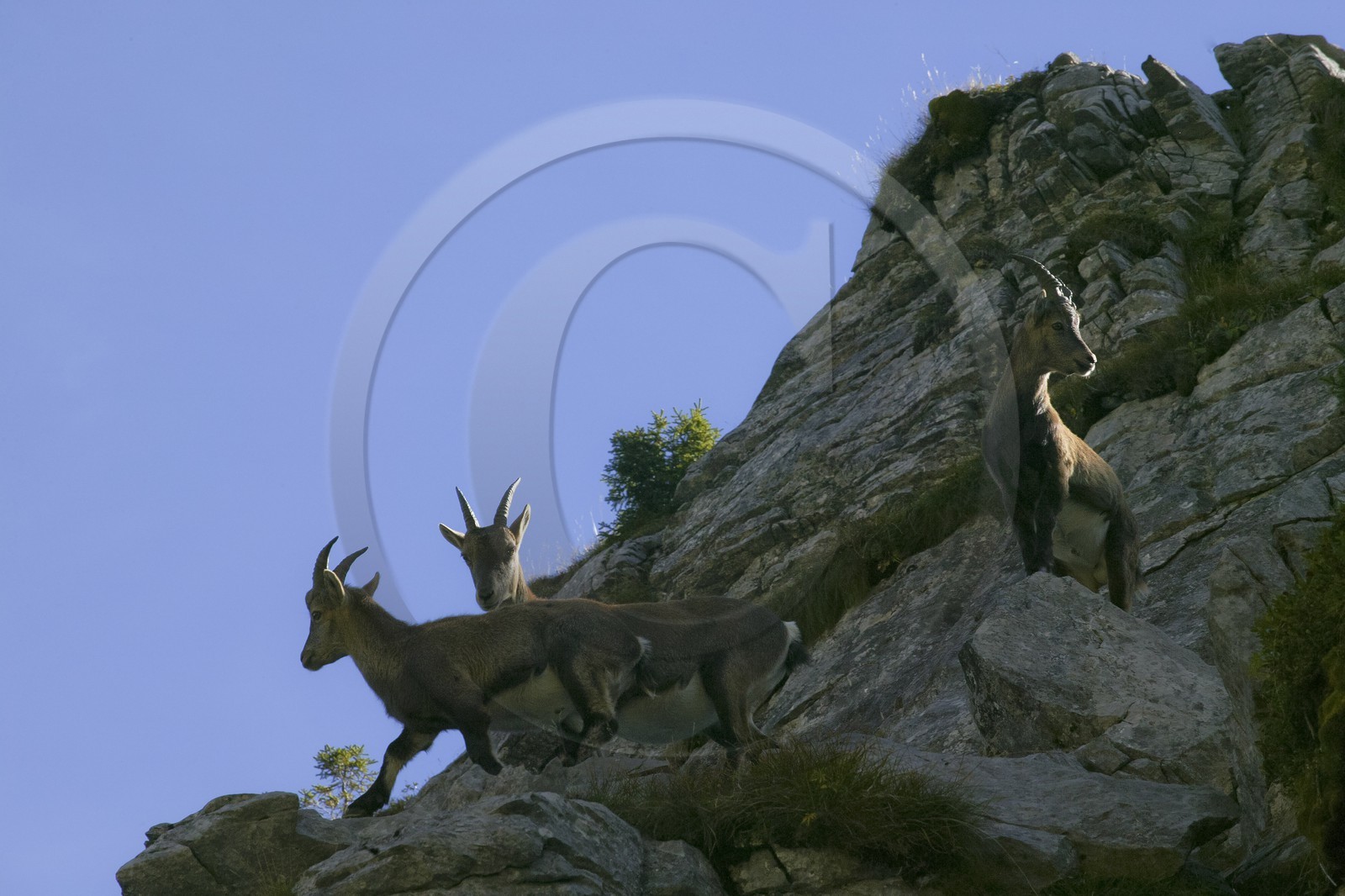Bouquetin, ou bouquetin des Alpes (Capra ibex)