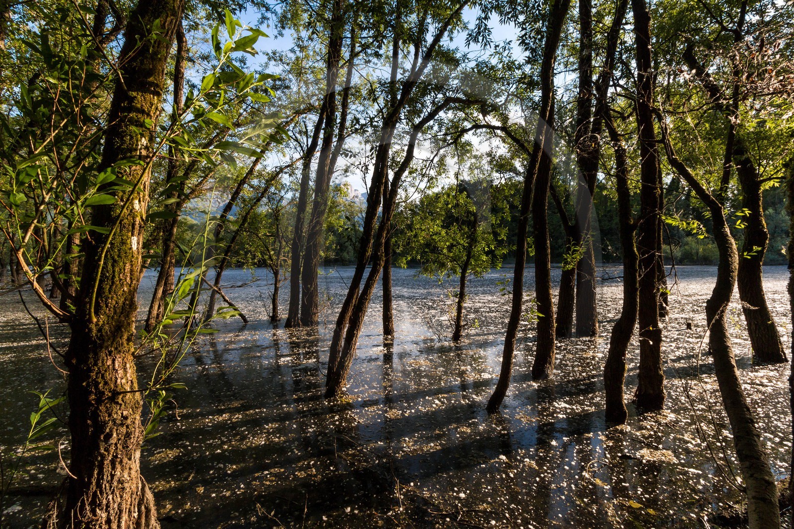 ENS de l'Isère, bois de la Bâtie