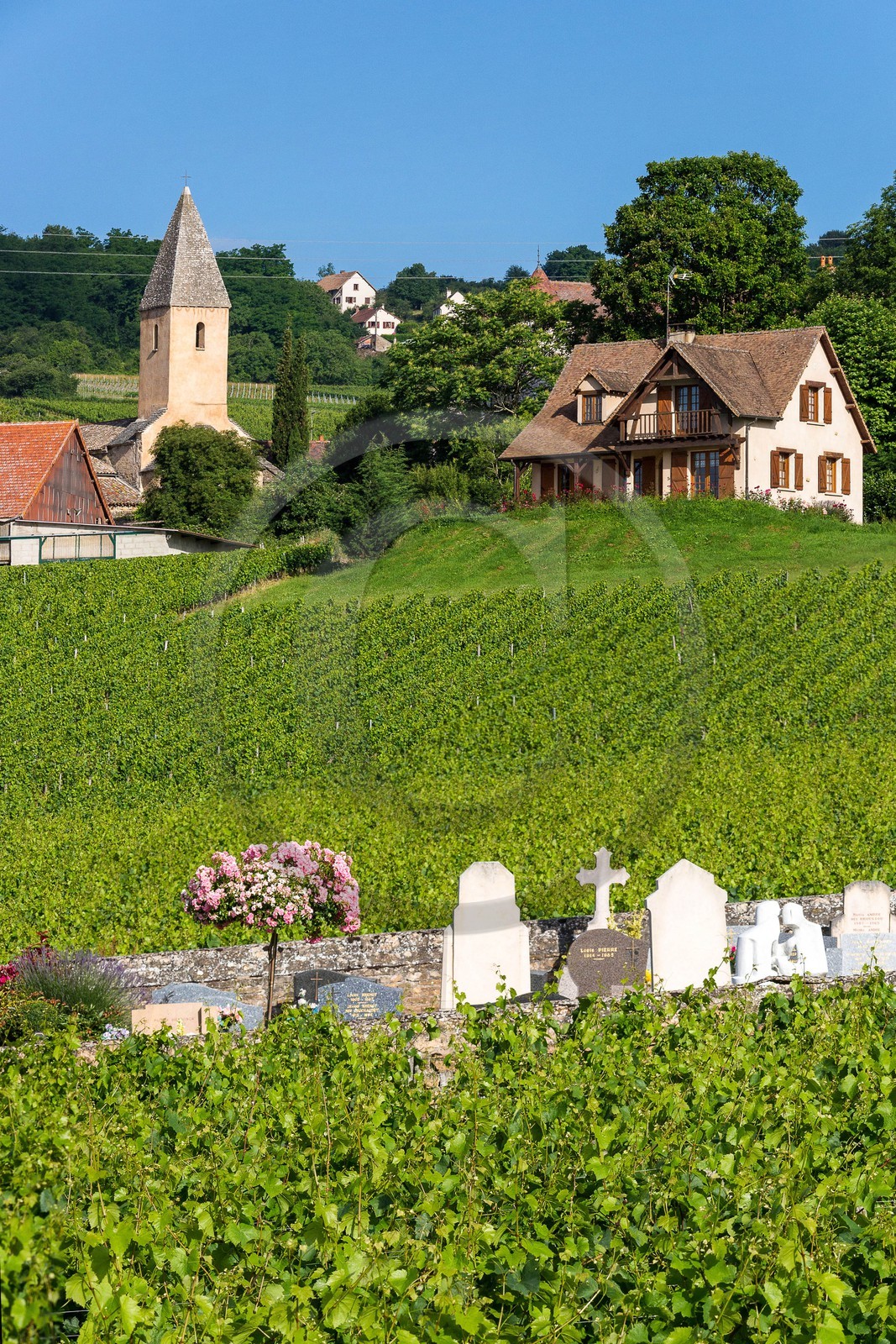 Domaine viticole Michel-Andreotti