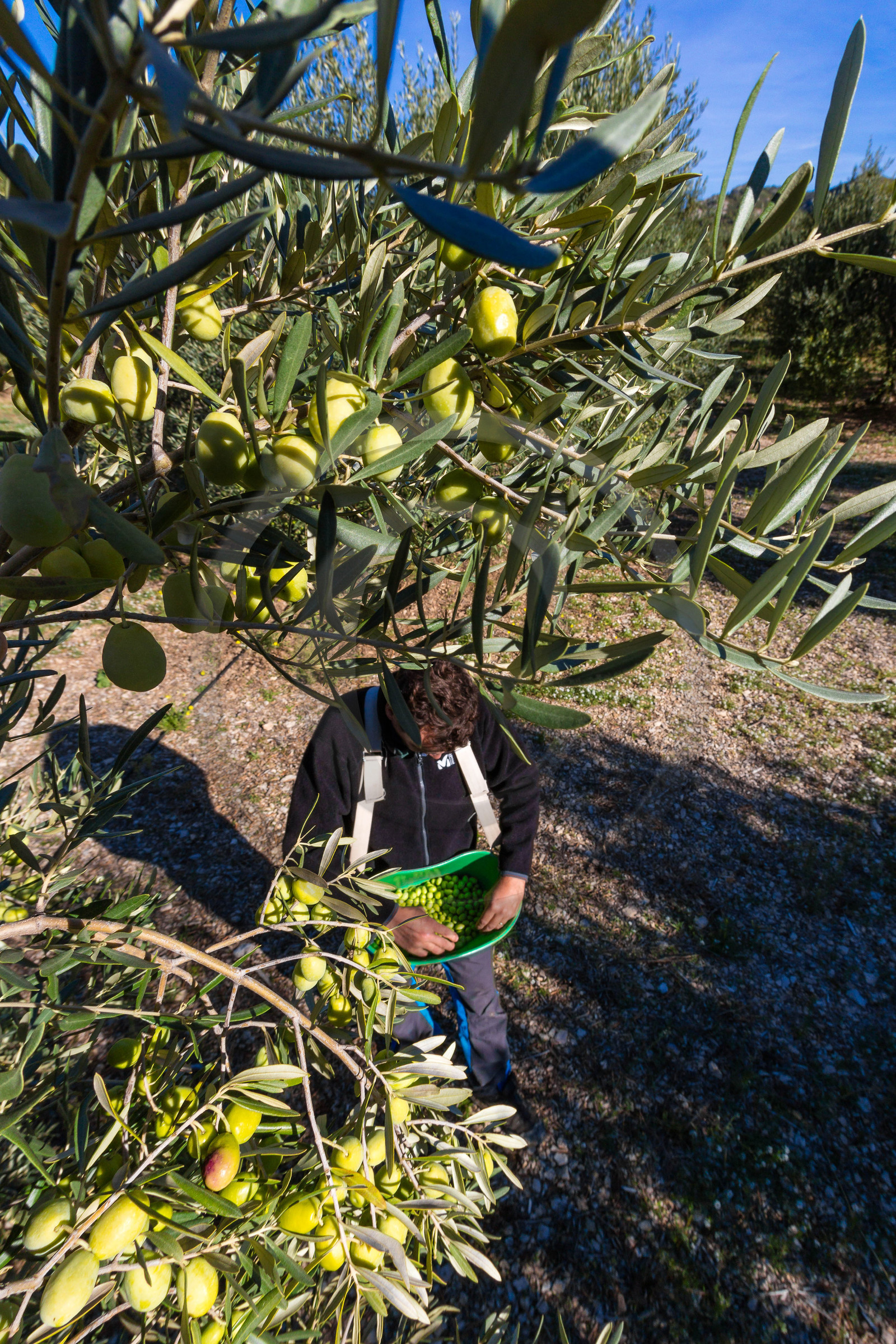 Le verger des Baux, Olivier Roman