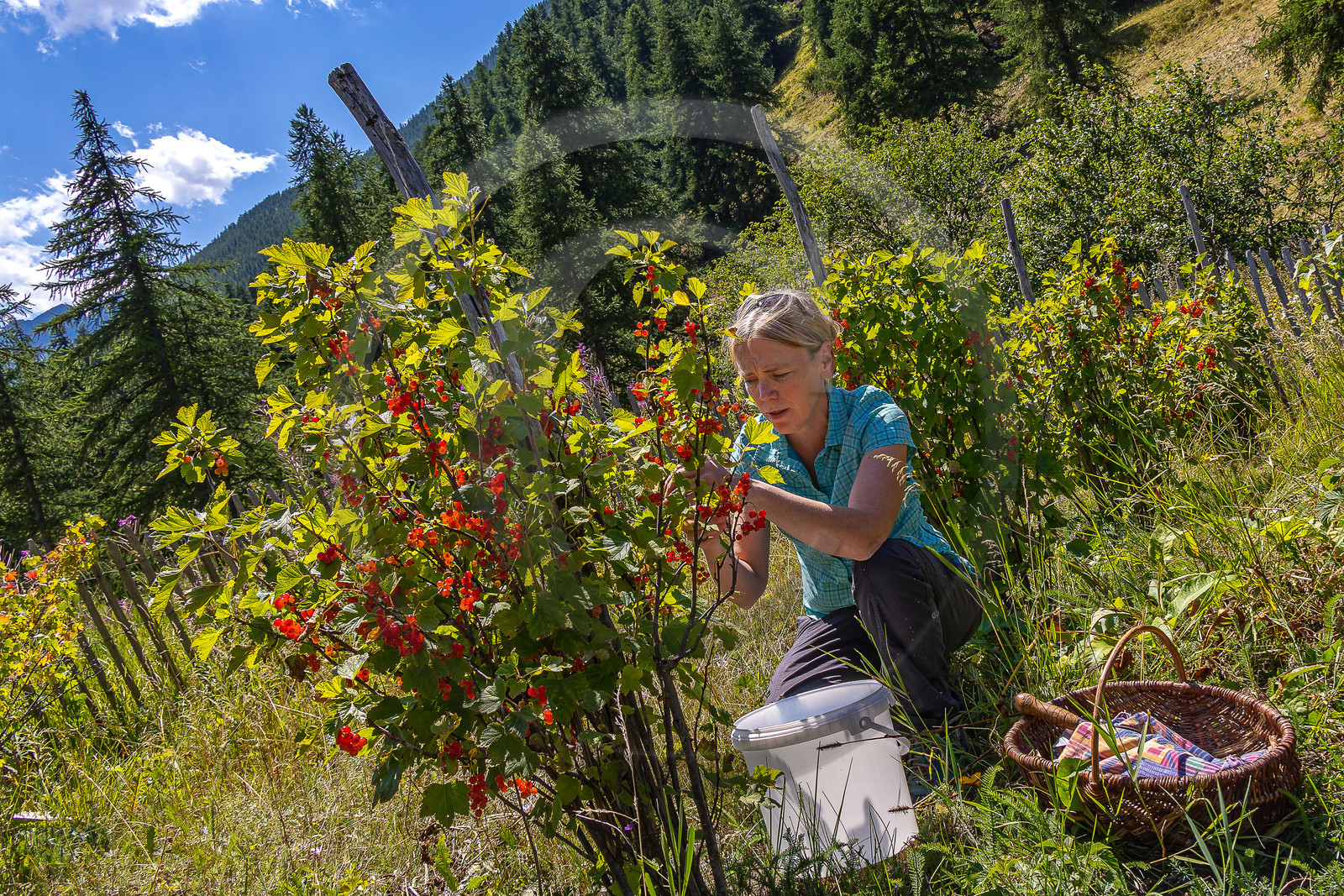 Les cueillettes du Lauzet