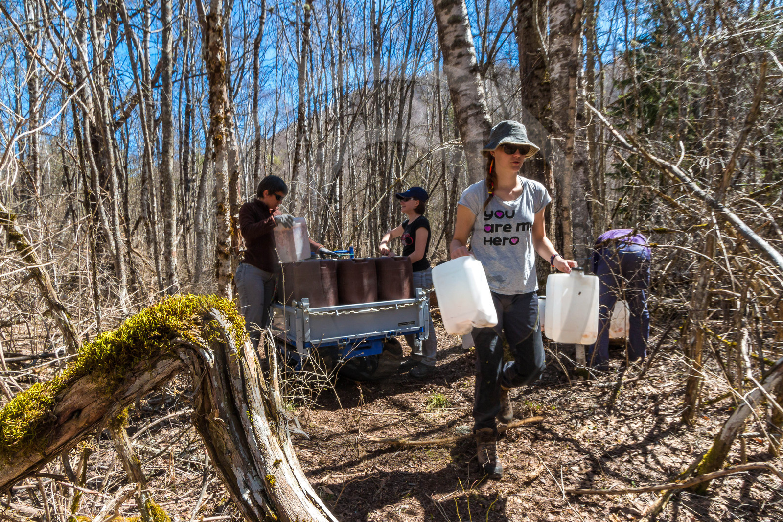 Récolte de sève de bouleau