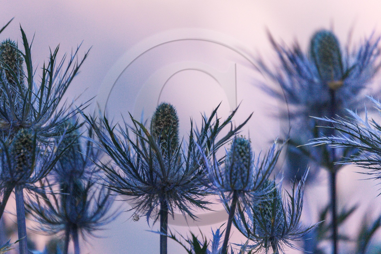 Chardon Bleu, Panicaut des Alpes, Eryngium alpinum