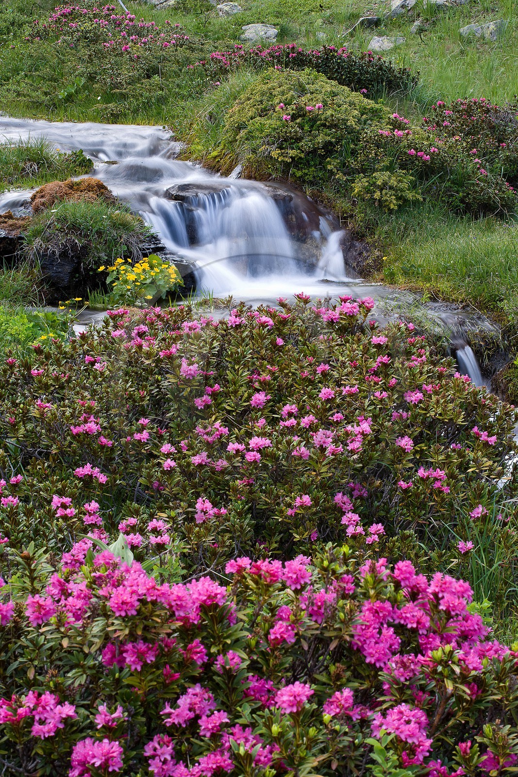 Rhododendron ferrugineux, Laurier rose des Alpes, Rhododendron ferrugineum