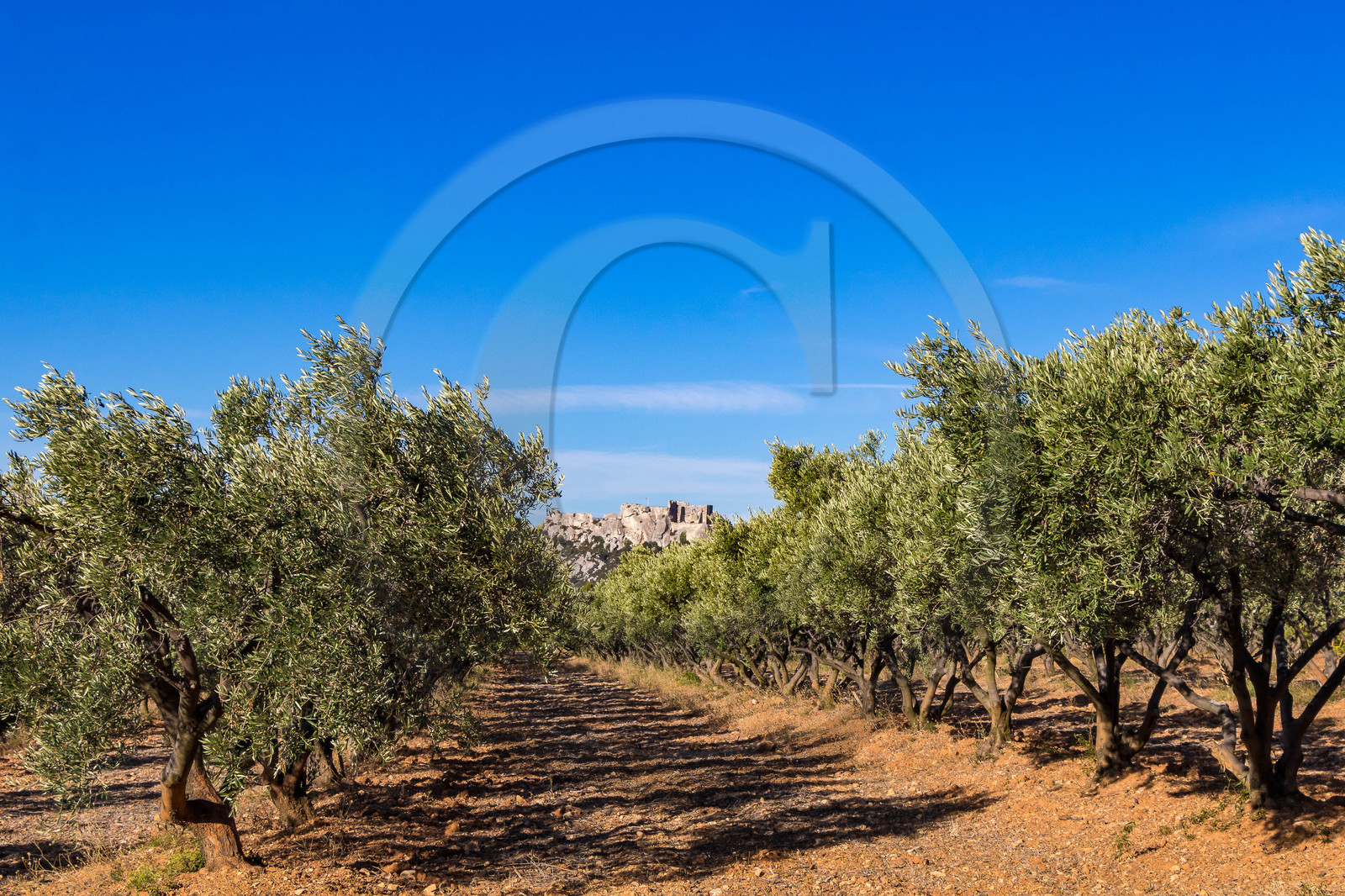 Le verger des Baux, Olivier Roman