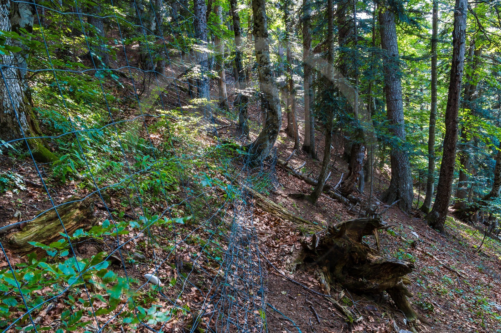 Bois du Chapitre, forêt domaniale de Gap-Chaudun