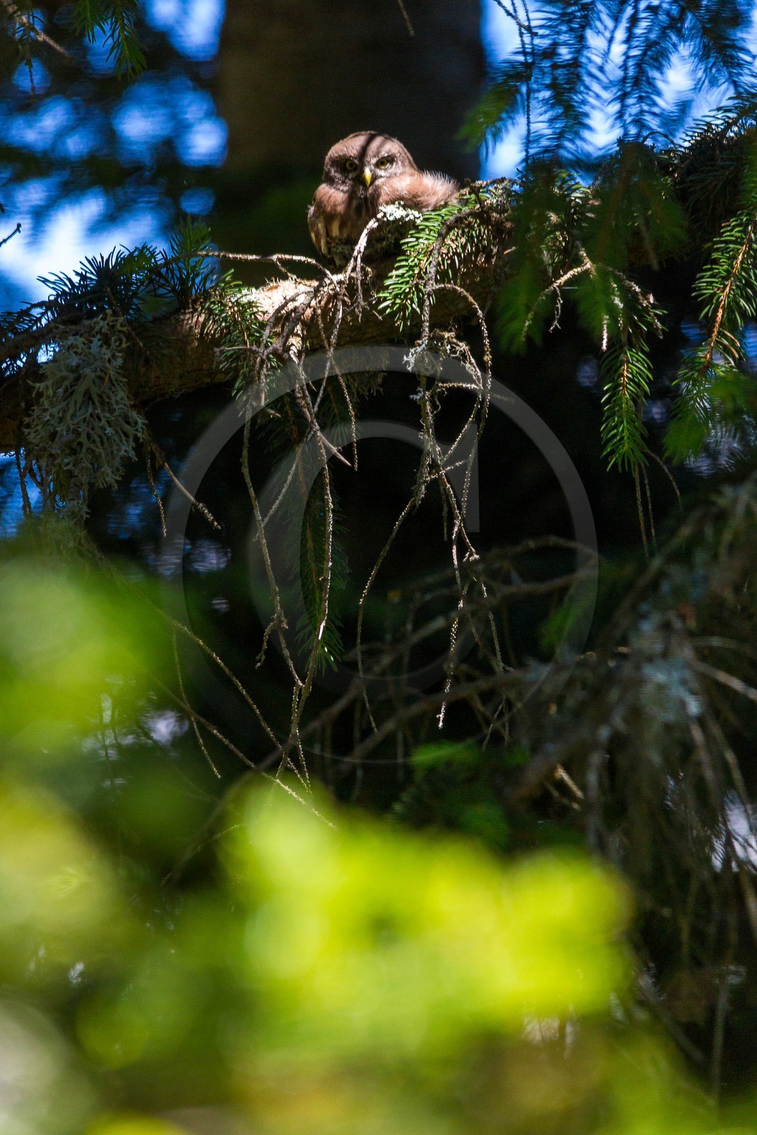 Bois du Chapitre, Chevêchette d'Europe