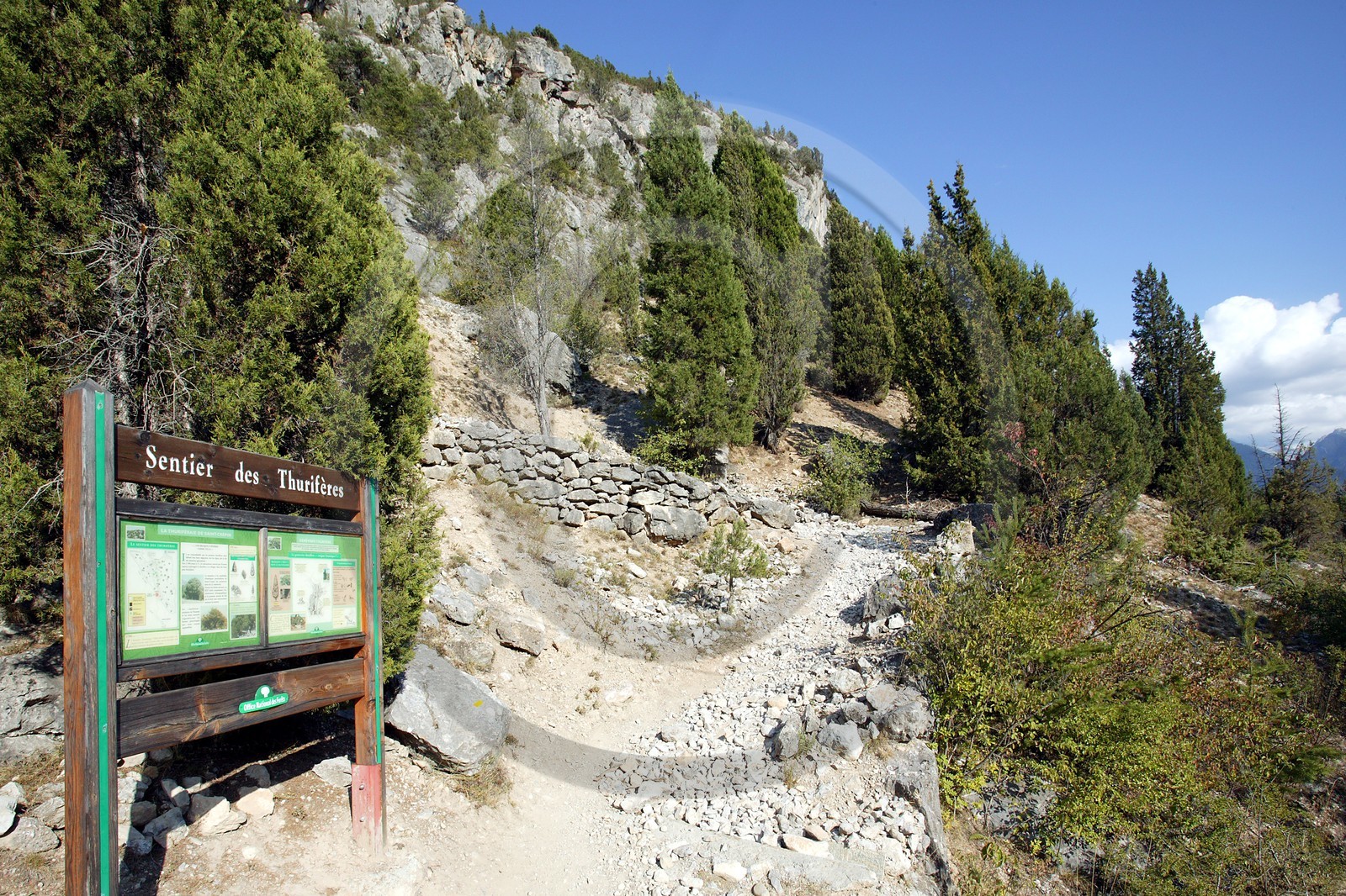 Thurifaie de Saint-Crépin