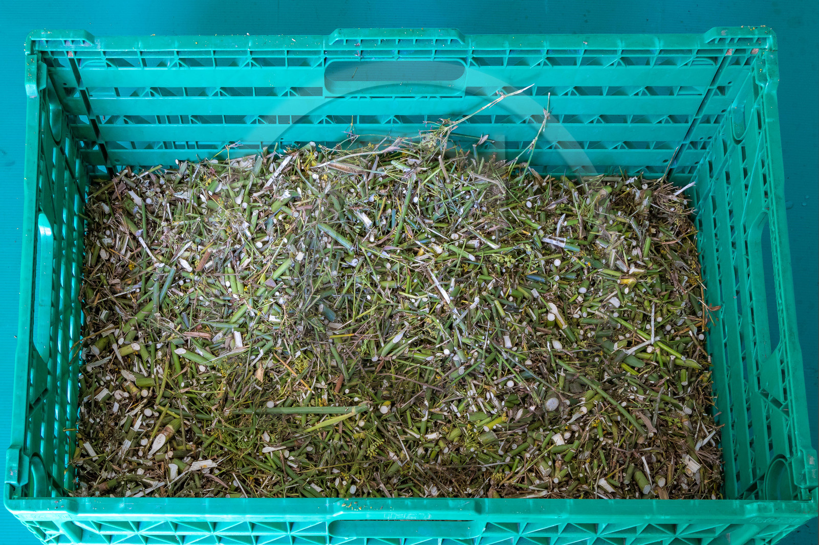 Le verger des Baux, Olivier Roman