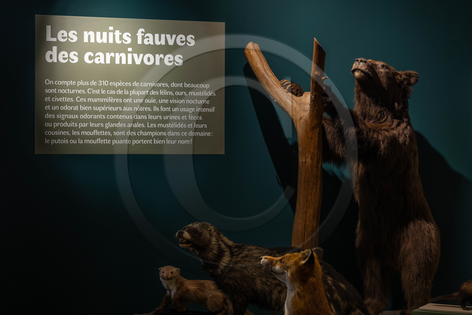 Musée Muséum départemental des Hautes-Alpes, Exposition Nuit