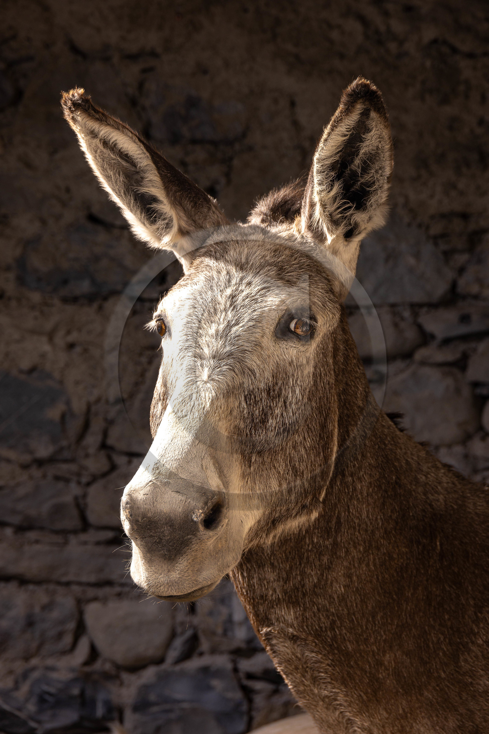 Musée Muséum départemental des Hautes-Alpes, collections d’animaux naturalisés , âne