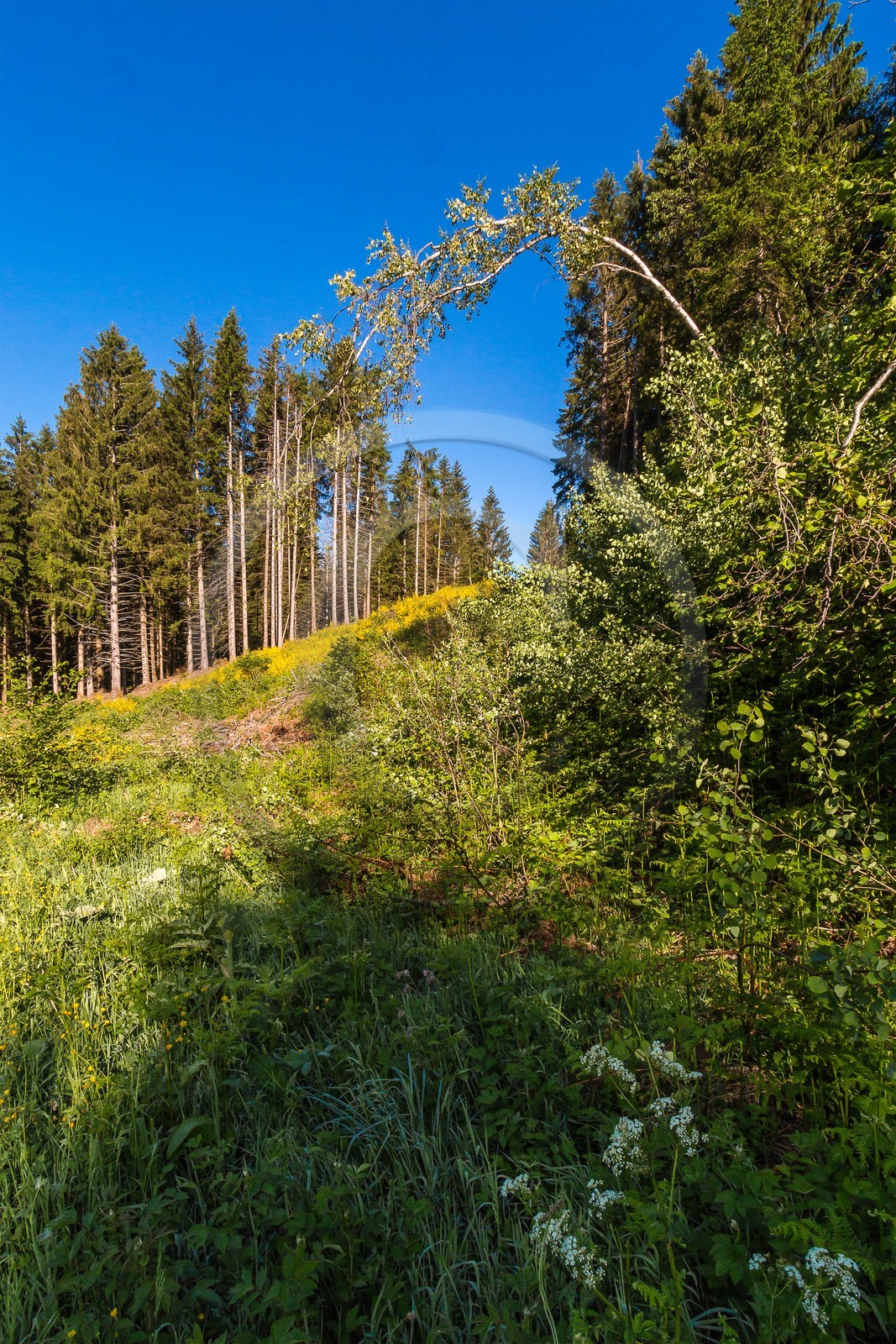 ENS de l'Isère, Marais des Seiglières