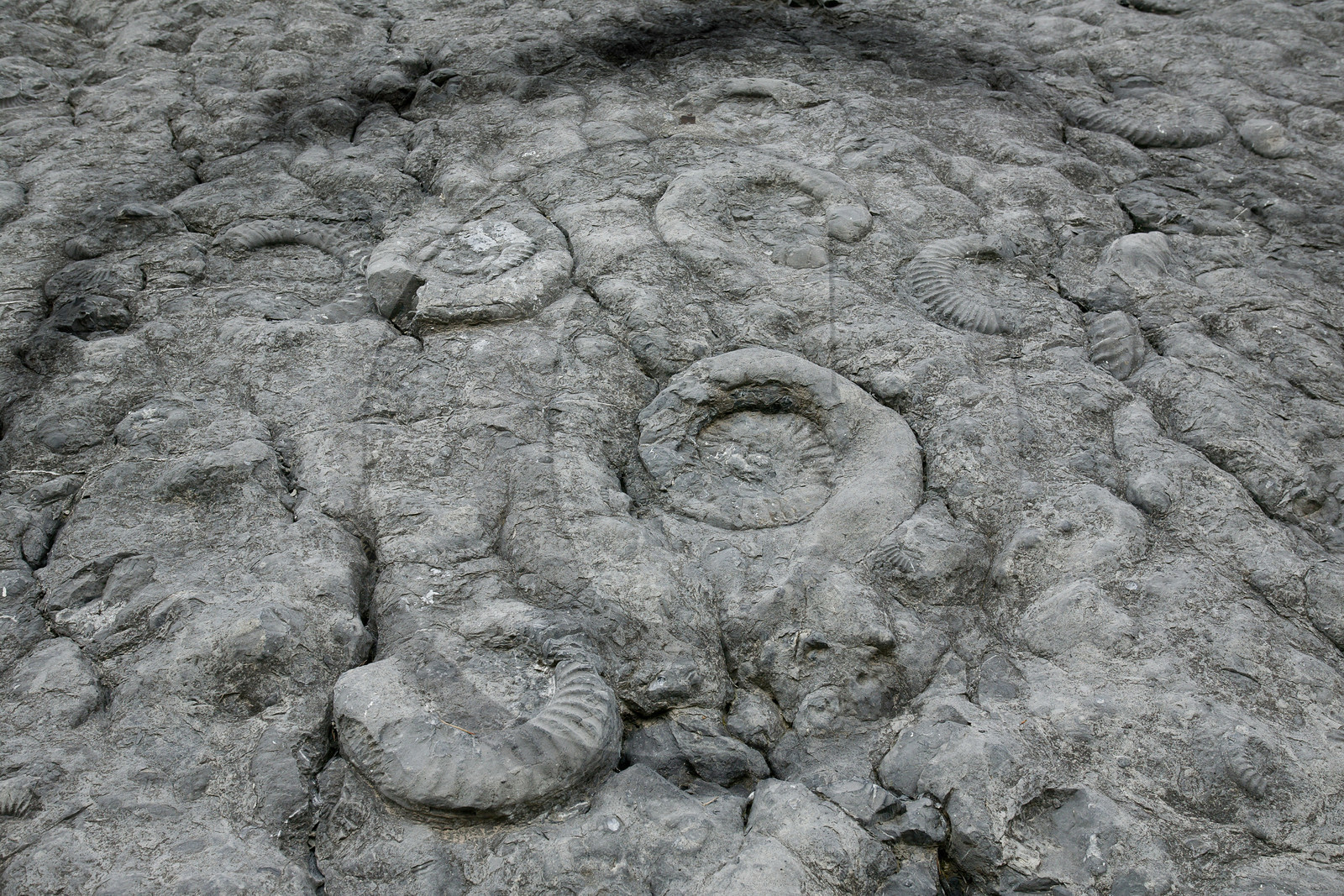 Dalle à ammonites