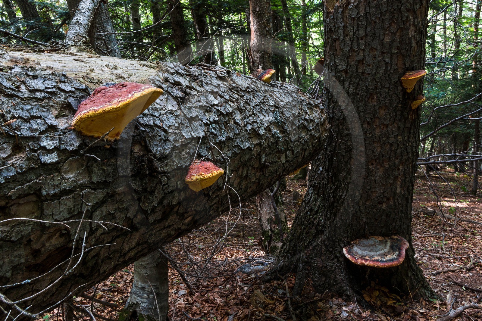 Bois du Chapitre, forêt domaniale de Gap-Chaudun