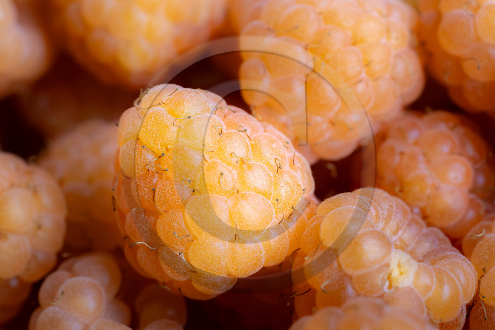 Ecrins de fruits, producteur de fruits rouges